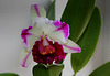 BLC 'Kuwale Gem'