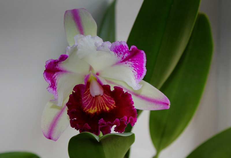 BLC 'Kuwale Gem'