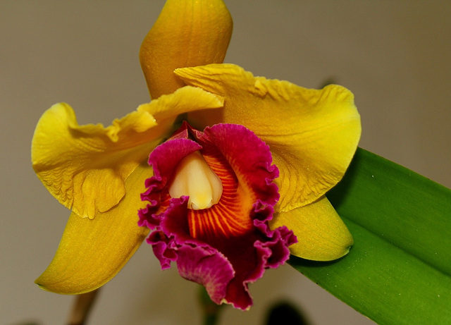 Brassolaeliocattleya 'Chunyeah' Good Life