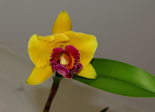 Brassolaeliocattleya 'Chunyeah' Good Life (2)