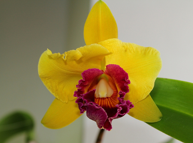 Brassolaeliocattleya 'Chunyeah' Good Life (3)