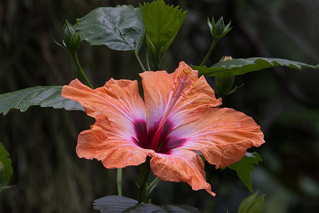 20120623 0796RAw [D-HAM] Roseneibisch (Hibiscus), Hamm