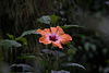 20120623 0795RAw [D-HAM] Roseneibisch (Hibiscus), Hamm