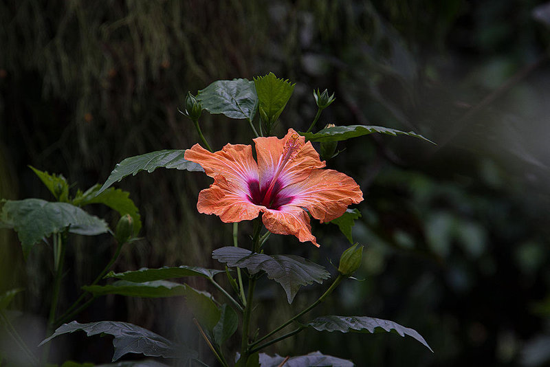 20120623 0795RAw [D-HAM] Roseneibisch (Hibiscus), Hamm