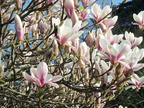 Beautiful magnolia blooms