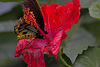 20120623 0803RAw [D-HAM] Roseneibisch (Hibiscus), Vogelfalter (Ornithoptera priamus), Hamm