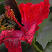 20120623 0803RAw [D-HAM] Roseneibisch (Hibiscus), Vogelfalter (Ornithoptera priamus), Hamm