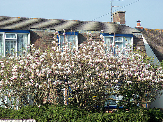 My neighbour's wonderful magnolia tree