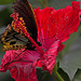 20120623 0806RAw [D-HAM] Roseneibisch (Hibiscus), Vogelfalter (Otnithoptera priamus), Hamm