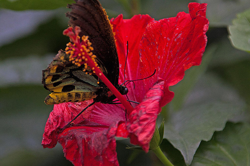 20120623 0806RAw [D-HAM] Roseneibisch (Hibiscus), Vogelfalter (Otnithoptera priamus), Hamm