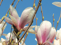 Beautiful magnolia