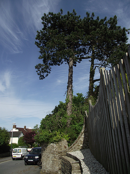 The trees at the bottom of my drive