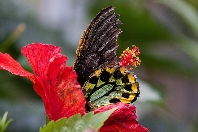 20120623 0812RAw [D-HAM] Vogelfalter (Ornithoptera priamus), Hamm