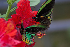 20120623 0813RAw [D-HAM] Vogelfalter (Ornithoptera priamus), Hamm