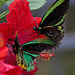 20120623 0813RAw [D-HAM] Vogelfalter (Ornithoptera priamus), Hamm