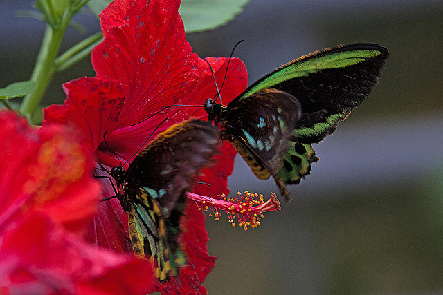 20120623 0814RAw [D-HAM] Vogelfalter (Ornithoptera priamus), Hamm