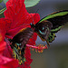 20120623 0814RAw [D-HAM] Vogelfalter (Ornithoptera priamus), Hamm