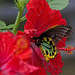 20120623 0817RAw [D-HAM] Vogelfalter (Ornithoptera priamus), Hamm