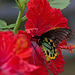 20120623 0818RAw [D-HAM] Vogelfalter (Ornithoptera priamus), Hamm