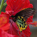 20120623 0819RAw [D-HAM] Vogelfalter (Ornithoptera priamus), Hamm