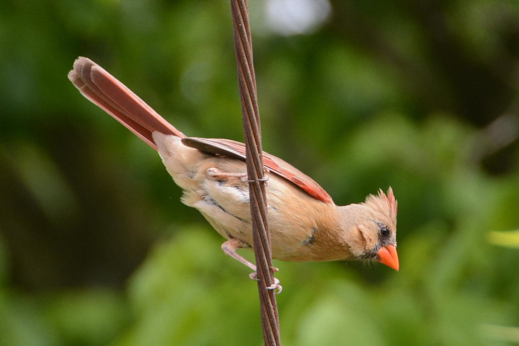 And, why not, same bird