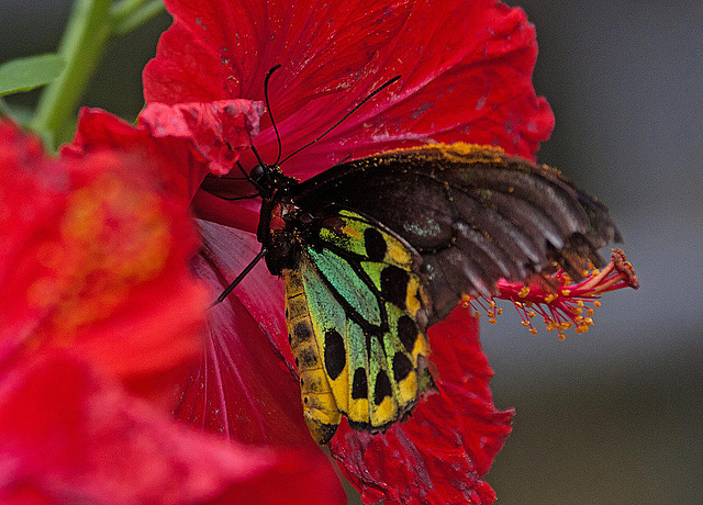 20120623 0820RAw [D-HAM] Vogelfalter (Ornithoptera priamus), Hamm