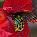 20120623 0820RAw [D-HAM] Vogelfalter (Ornithoptera priamus), Hamm