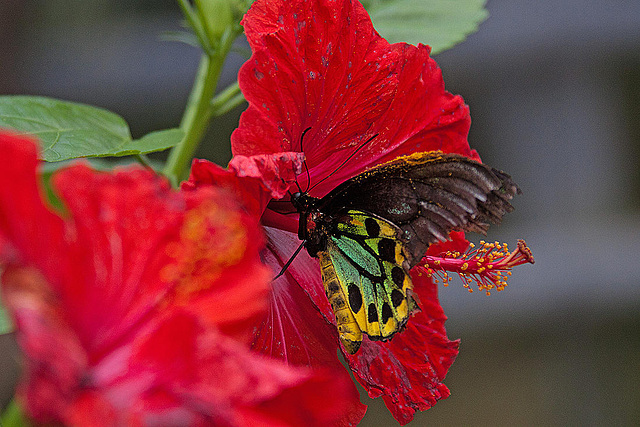 20120623 0821RAw [D-HAM] Vogelfalter (Ornithoptera priamus), Hamm