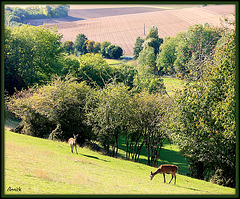 daims dans la prairie..... daims dans la prairie.....