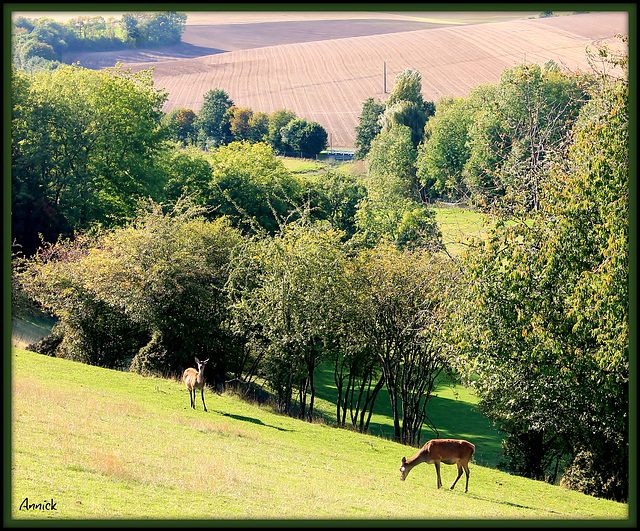 daims dans la prairie.....