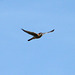 American Kestrel (hovering)