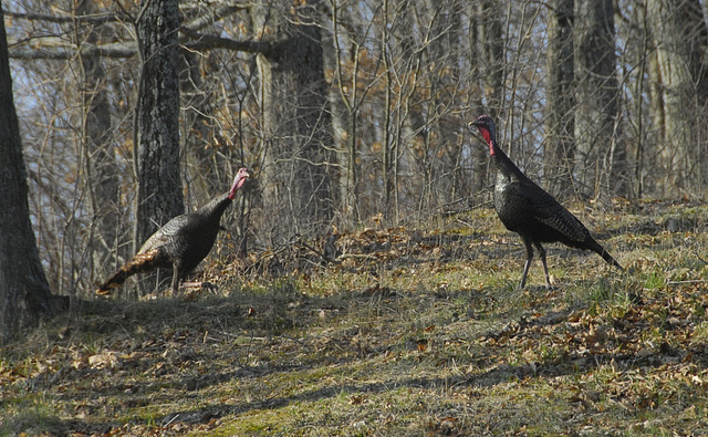 Wild Turkeys