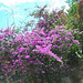 Bougainvillier