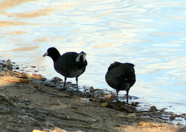 American Coot