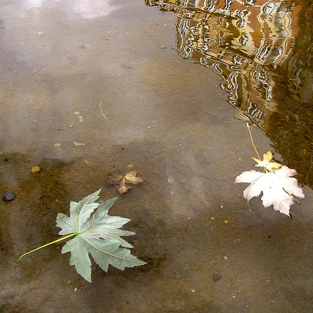 Les feuilles mortes.............reflets