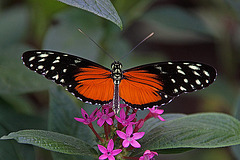 20120623 0823RAw [D-HAM] Getigerter Passionsblumenfalter (Heliconius ismenius), Hamm