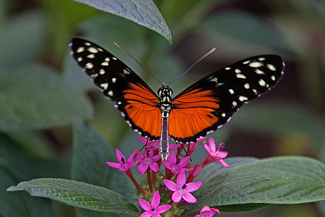 20120623 0824RAw [D-HAM] Getigerter Passionsblumenfalter (Heliconius ismenius), Hamm