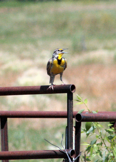 Western Meadowlark