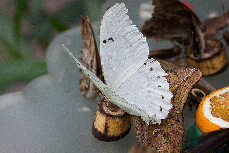 20120623 0835RAw [D-HAM] Morphofalter (Morpho laertes), Hamm