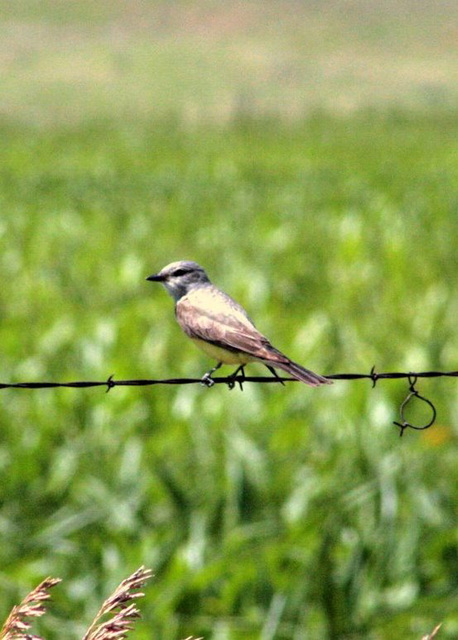 Western Kingbird