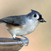 Tufted Titmouse