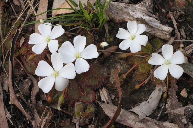 Sundews