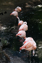 Flamands roses