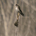 Northern Rough-Winged Swallow