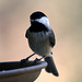 Carolina Chickadee