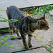 Plovdiv cat