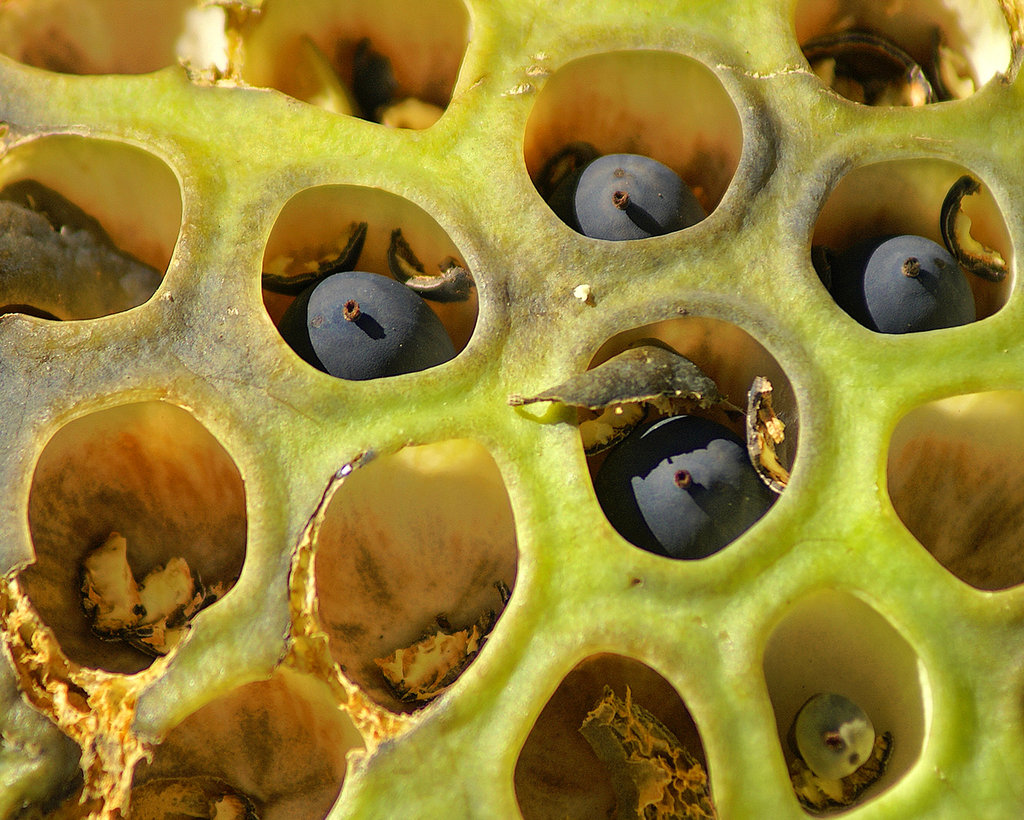 Lotus Seed Pod – Kenilworth Aquatic Gardens, Washington, D.C.