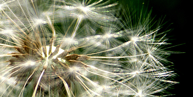 dandelion 1