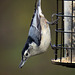 White-Breasted Nuthatch