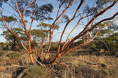 Eucalyptus leptophylla, Lake Gilles CP